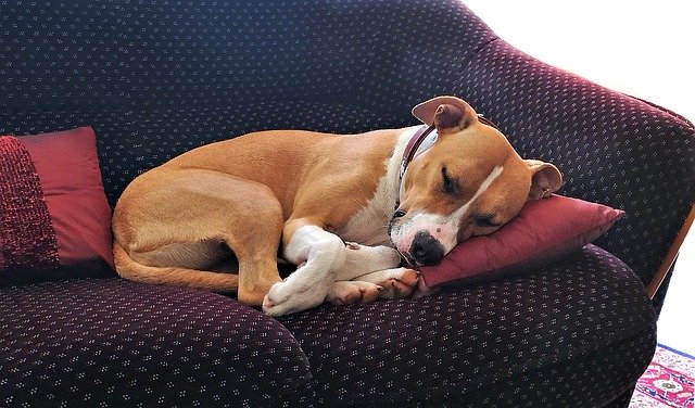 Dog Sleep Asleep Nap Animals Zen 
