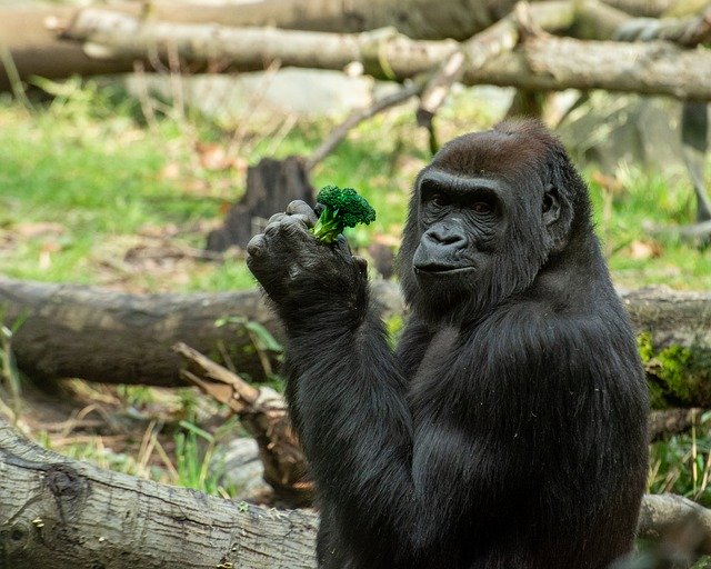 Gorilla Zoo Monkey Animal Ape 
