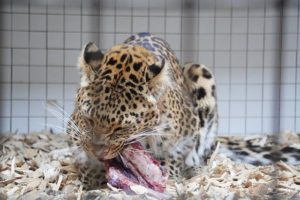 Leopard Zoo Enclosure Eat Feeding