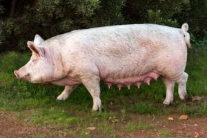 Pig Sow Pork Swine Animal Farm