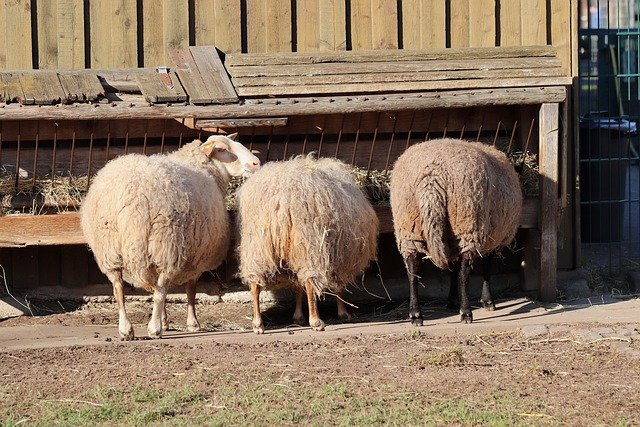 Sheep Manger Feeding Sheep S Wool 