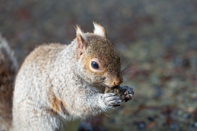Squirrel Nature Cute Animal Mammal 